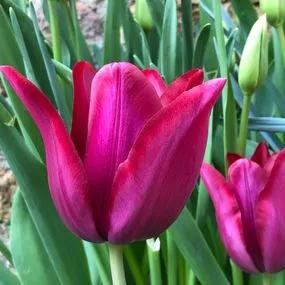 Merlot Tulip (Tulipa Merlot) Img 1